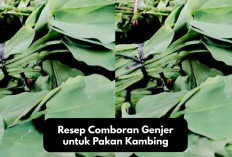 Info Ternak, Resep Comboran Genjer untuk Pakan Kambing, Solusi Alternatif Menekan Biaya Makan, Kuy Cobain