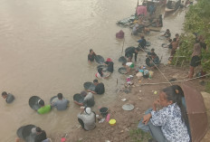 Air Sungai Surut, Warga Ramai-ramai Mendulang Emas, Harga Jualnya Menggiuran