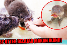 Owner Wajib Tau Nih, 6 Tips Cara Merawat Baby Otter Agar Mau Makan Ikan, Cekidot!