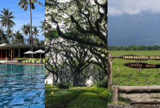 3 Destinasi Wisata Banyuwangi yang Wajib Kamu Explore: Dialoog, De Djawatan & Baluran!