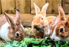 Info Rabbit, 7 Faktor Penyebab Kelinci Mengalami Stres, Bunny Lovers Wajib Tau Agar Bisa Mencegahnya, Cekidot