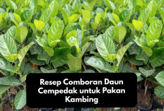 Rekomendasi Resep Comboran Daun Cempedak untuk Pakan Kambing, Makanan Alternatif Bernutrisi Tinggi!