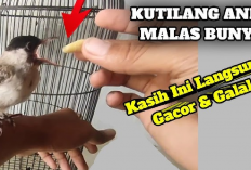 Bird Lovers Udah Tau Belum? Manfaat Cabe untuk Burung Kutilang yang Malas Berkicau