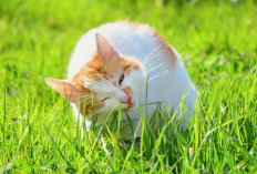 Kenapa Sih Kucing Memakan Rumput Padahal Merupakan Hewan Karnivora? Simak 3 Manfaatnya Disini