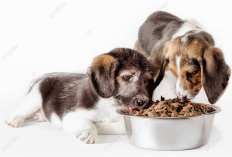 7 rekomendasi Makanan Anjing yang Cocok Untuk Baby Dog Hingga Remaja, Yuk Simak Apa Aja?