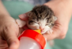 Bingung Pilih Pengganti Asi? Berikut 5 Formula Susu yang Dapat Kamu Berikan Kepada Baby Kittenmu