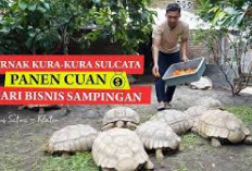 6 Cara Menjadi Peternak Kura-Kura Darat Sulcata yang Menguntungkan Bagi Pemula, Apa Aja Ya? Cek Disini