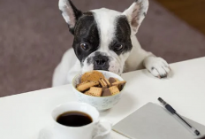 Simak! 6 Rekomendasi Makanan Anjing Sehat dan Bergizi, Nomor 1 Khusus Untuk Baby Dog