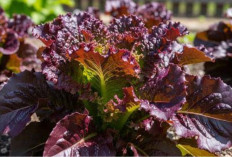 5 Rekomendasi Tanaman Hias Berdaun Ungu yang Bisa Dipanen: Inspirasi Kebun Teras Modern! 