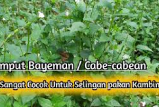 3 Manfaat Rumput Bayeman untuk Pakan Kambing, Solusi Alternatif Dalam Industri Peternakan, Apa Aja?