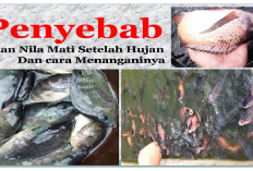 7 Faktor Penyebab Ikan Nila Mati Saat Dibudidayakan, Gini Penjelasannya! Apa Saja?