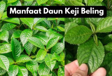 5 Manfaat Daun Keji Beling, Rahasia Tanaman Herbal yang Kaya Khasiat