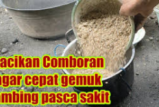 Udah Tau Belum? Racikan Comboran Kambing Agar Cepat Gemuk Pasca Kena Penyakit, Buktiin Sendiri Jamin Manjur!