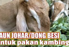 Info Ternak, 4 Manfaat Daun Johar Sebagai Pakan Ternak Alternatif, Para Peternak Kambing Wajib Cobain!