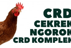 5 Faktor Penyebab Penyakit CRD Pada Ayam yang Perlu Di Waspadai Para Peternak