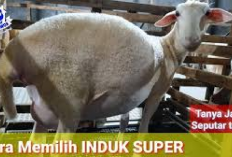 6 Cara Memilih Indukan Kambing dan Domba untuk Belajar Jadi Peternak Sukses Bagi Pemula, No 1 Paling Penting!