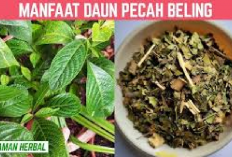 Kamu Harus Tau! 6 Manfaat Daun Pecah Beling untuk Kesehatan, Apa Aja Ya? Berikut Penjelasannya...