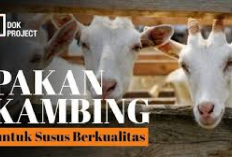 Rekomendasi 6 Pakan Alternatif untuk Kambing Perah Agar Air Susu Melimpah, No 6 Pasti Gak Nyangka!