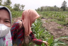 Ulat Gerayak 'Hantui' Petani Jagung, Ini Langkah Membasminya Menurut Petugas Pengendali Hama