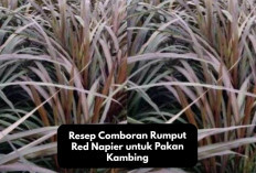 Kreatif! Resep Comboran Rumput Red Napier untuk Pakan Kambing, Peternak Milenial Wajib Coba, Gini Tipsnya