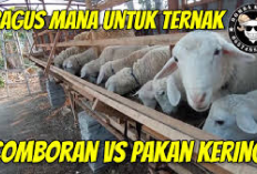 Cek Disini! Perbandingan Comboran dan Konsentrat Kering, Bagus Mana untuk Ternak Kambing dan Domba?