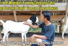 Info Ternak, 3 Cara Mengobati Kambing Sakit Telinga Bengkak dan Berair, Peternak Wajib Simak Tips Berikut Ini!