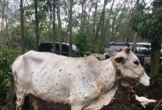 Miris! Akibat Wabah PMK di Purwakarta, Penjualan Sapi Merosot Drastis, Turun Hingga 100 Ekor Per Hari