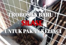 Info Rabbit, Resep Racikan Silase untuk Pakan Kelinci, Inovasi Menekan Biaya Ternak! Auto Cuan Gede, Kuy Coba 