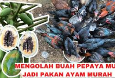 Peternak Cobain! Cara Membuat Pakan Ayam Murah Meriah Berbahan Baku Pepaya, Berikut Tipsnya...