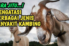 Akurat! 6 Cara Jitu Mengatasi Penyakit pada Ternak Kambing, Tips Sukses Dalam Industri Peternakan, Buktiin Deh