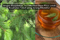 Jangan Disepelekan, Ini 5 Manfaat Daun Pinus untuk Kesehatan Tubuh yang Jarang Diketahui