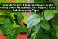 Terbukti Ampuh! 6 Manfaat Daun Nangka Kuning untuk Mengatasi Liver, Begini 2 Cara Pakainya yang Tepat...