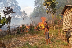 Kebun Karet dan Sawit Ludes Terbakar Petani Rugi Materi dan Waktu