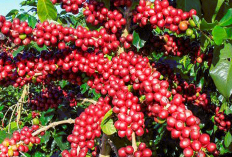 Harga Kopi Robusta Lampung Tengah Pekan Ini: Simak Prediksi Pergerakan Pasar Global Terkini
