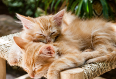 2 Cara Menentukan Jenis Kelamin Kucing yang Baru Lahir, Apa Aja?
