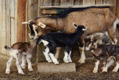 Info Ternak, 6 Cara Pilih Bibit Kambing Pedaging Unggulan untuk Pemula, Jamin Gacor dan Sehat!