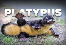 5 Fakta Unik Platypus Hewan Menyusui yang Tidak Memiliki Puting, Kok Bisa?