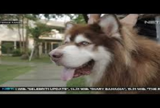 Fantastis, Harga Anjing Alaskan Malamute Capai Rp400 Juta Per Ekor, Berikut 7 Cara Merawatnya...