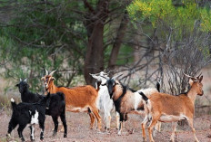 Peternak Wajib Tau! Cara dan Tips Mengenal Ciri-ciri Kambing Berdasarkan Jenisnya, Apa Aja? Cek Selengkapnya