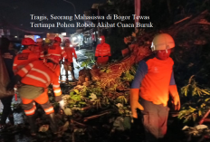 Tragis, Seorang Mahasiswa di Bogor Tewas Tertimpa Pohon Roboh Akibat Cuaca Buruk