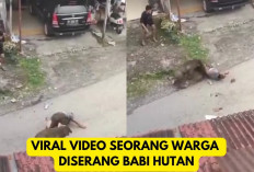 Viral! Warga di Serang Babi Hutan Hingga Dirujuk di RS Padang Pariaman