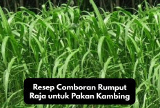 Peternak Milenial Wajib Tau! Resep Comboran Rumput Raja untuk Pakan Kambing, Alternatif Menekan Biaya Ternak