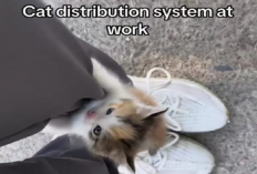 Apakah Kamu Tau Apa yang Dimaksud  sistem distribusi Kucing? Berikut Penjelasannya
