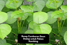 Tips Jitu! Resep Comboran Daun Dadap untuk Pakan Kambing, Solusi Bagi Hewan Ternak yang Sedang Mogok Makan