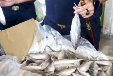 100 Ton Ikan Salem Ilegal Nyaris Masuk RI, KKP Bongkar Modus Licik di Tanjung Priok!