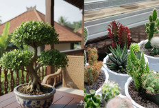 5 Rekomendasi Pohon Kecil Berbunga yang Cocok untuk Teras Minimalis, Dijamin Bikin Rumah Naik Level!