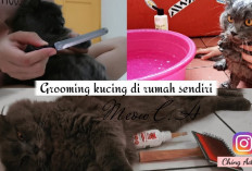 Yuk Simak! Tips Melakukan Grooming Untuk Menjaga Kesehatan dan Kebersihan Bulu Kucing, Yakin Gak Nyoba?