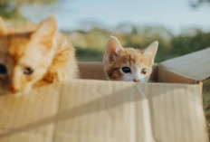 Apa Sih Manfaat Merawat Kucing Bagi Manusia? Ternyata ini 5 Keuntungan Memeliharanya di Rumah