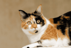 Kenapa Sih Kucing Telon Langka? Berikut 6 Fakta Tentang Kucing Belang Tiga yang Wajib Kamu Tau, Apa aja?