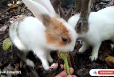 Bunny Lovers Udah Tau Belum, 6 Manfaat Terong untuk Pakan Kelinci, Apa Aja Ya? Cek Disini...